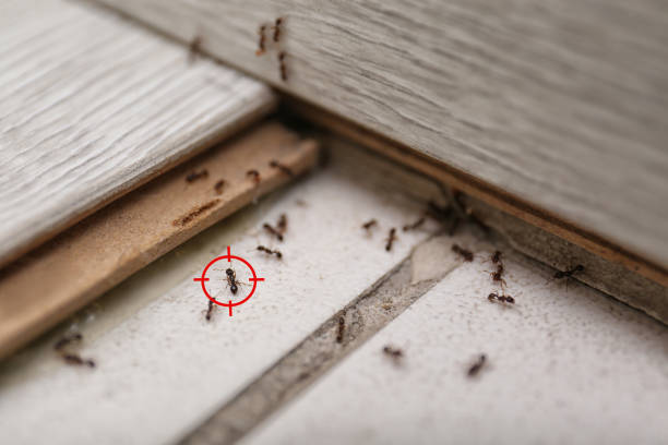 Best Pest Prevention Services  in Walworth, WI