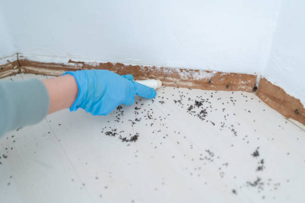 Best Mosquito Control Services  in Walworth, WI